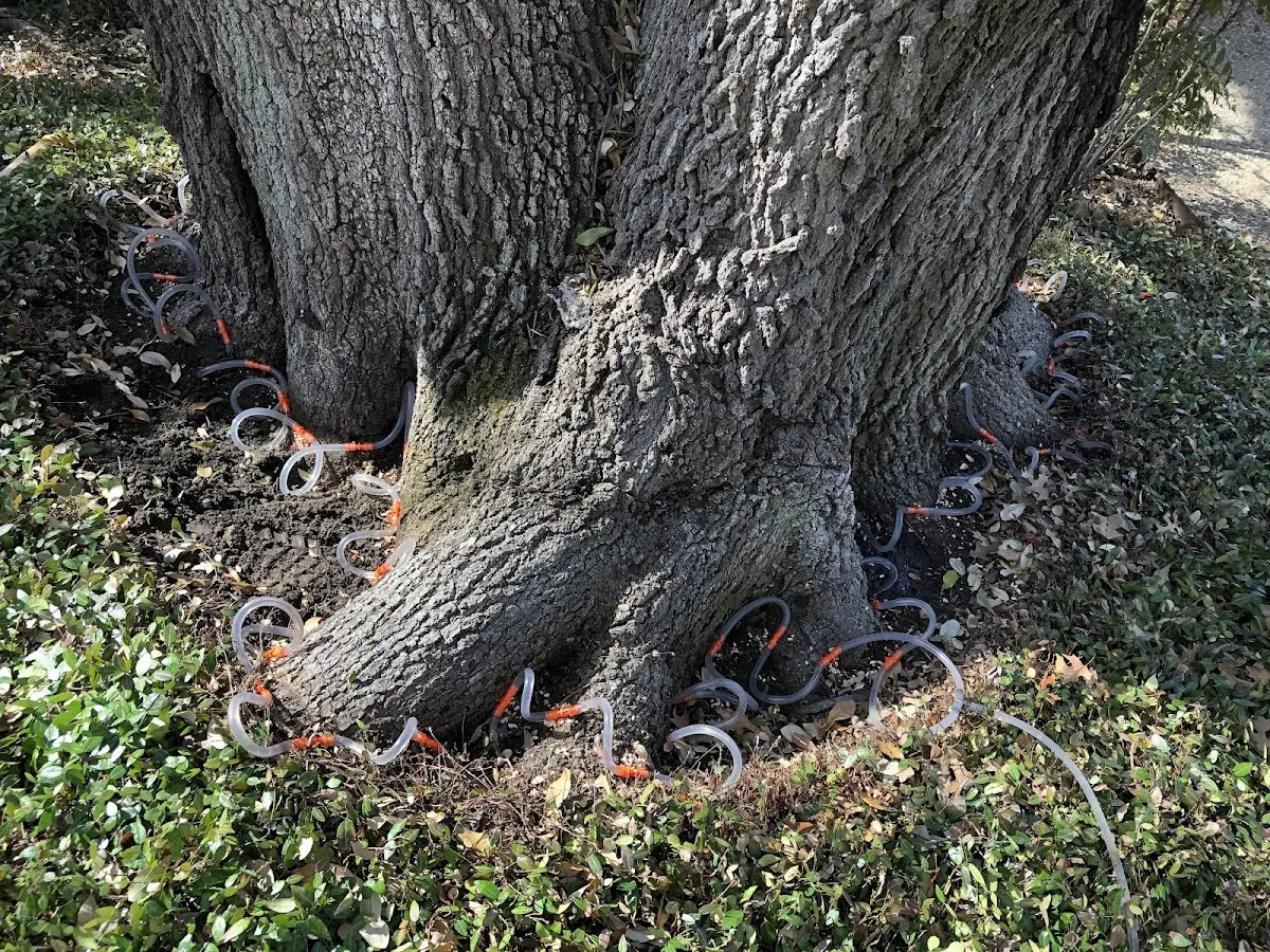 Detailed Tree Cabling and Bracing job site in Rarden