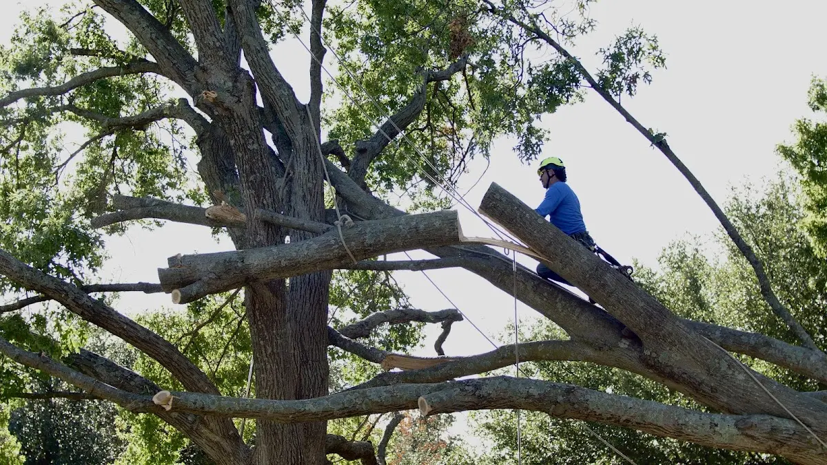 Professional Crown Thinning performed by certified arborists in Rarden